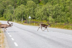 Read more about the article You Accidentally Hit A Deer: What Next?