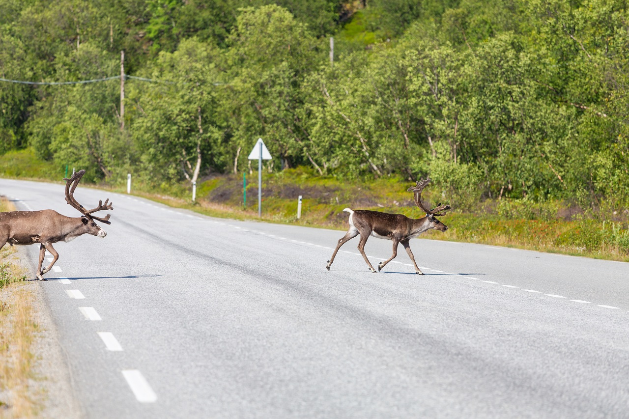 You are currently viewing You Accidentally Hit A Deer: What Next?